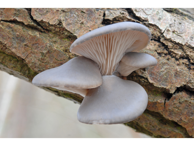 Мицелий Вешенки морское ушко (Pleurotus abalonus)